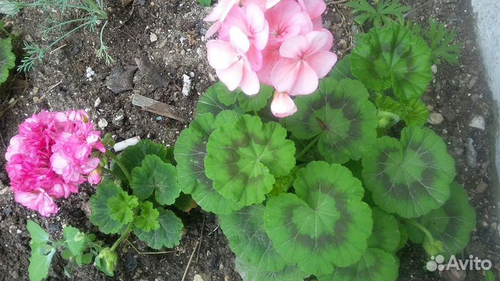 Герани. Образцы цветения