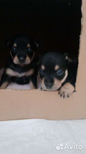 Той-терьер щенки