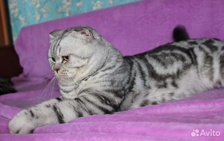 Шотландские котята, Вискас