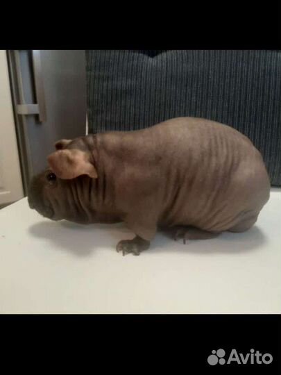 Морская свинка Джугашвили, порода скинни