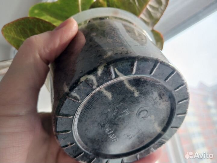 Кротон отросток