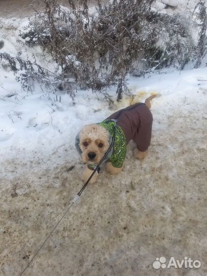 Кокер спаниель