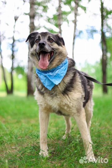 Восточноевропейская овчарка в добрые руки