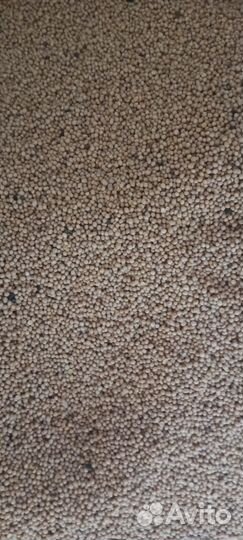 Семена горчицы, сидераты