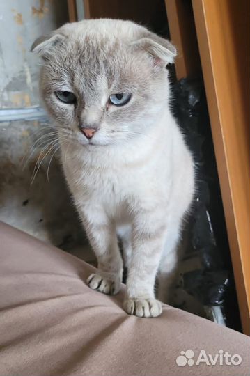 Найдена светлая домашняя кошка