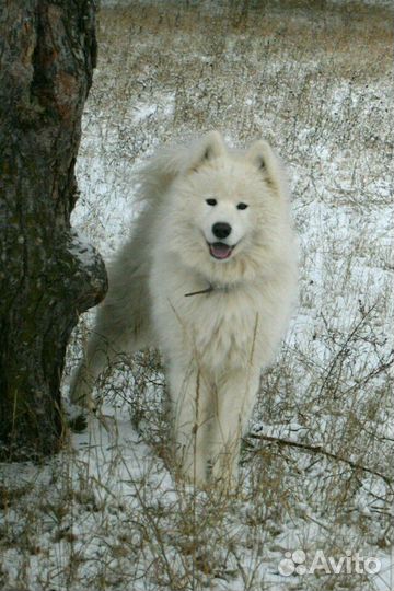 Самоед для вязки