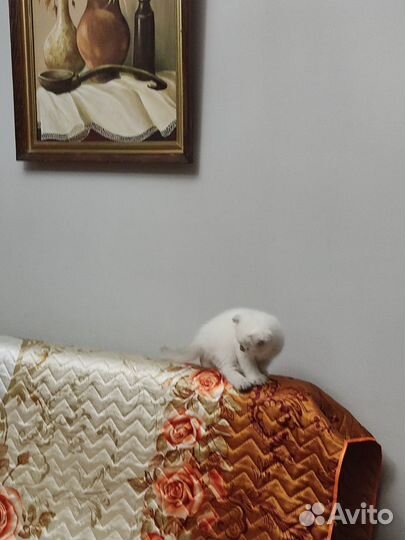 Вислоухие котята