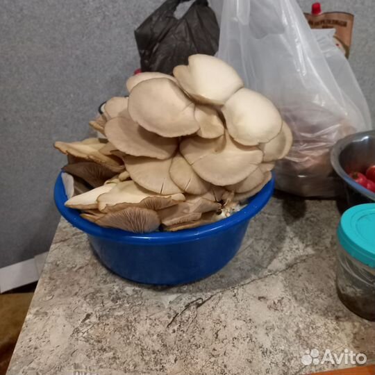 Грибные блоки вешенка