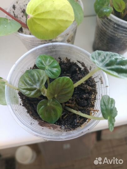 Пеперомии 2 сорта