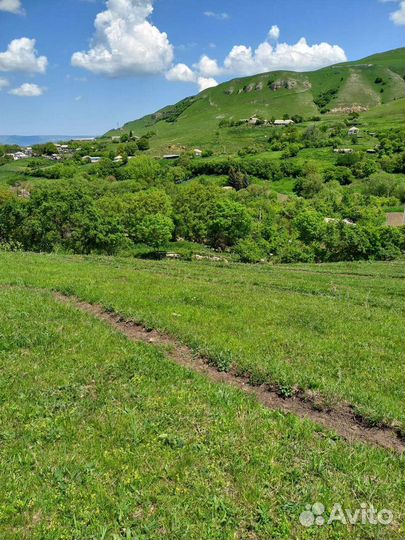 Мед Горный разнотравье 2023