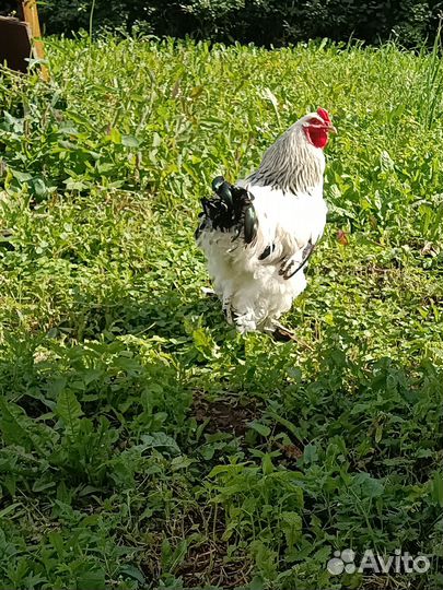 Петухи породистые