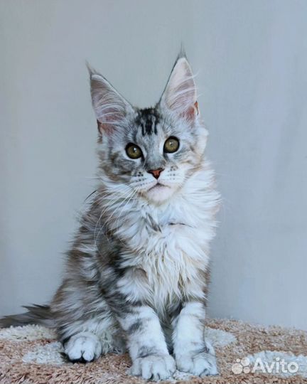 Серебряная красавица Мейн -кун