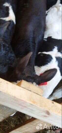 Бычки и телята