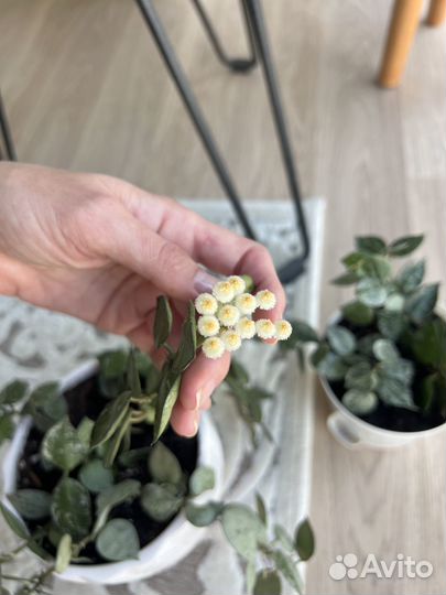 Хойя Кримсон Квин Сильвер (укорененные черенки)