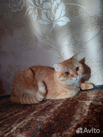 Шотландский кот вязка