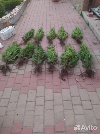 Туя Восточная