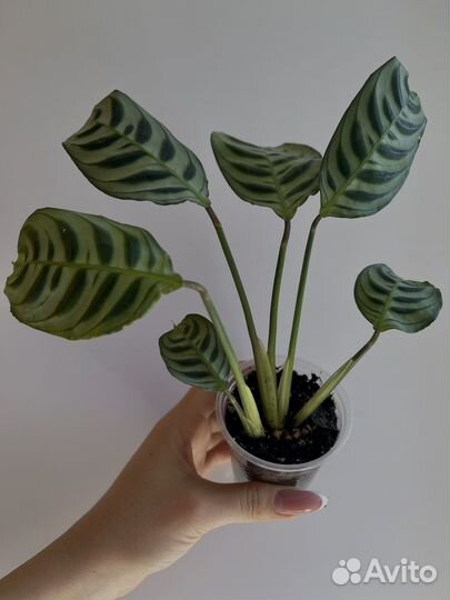 Калатея Ктенанта Бурле-марксии