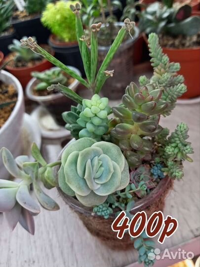 Суккуленты, Мини садик, Крассулы