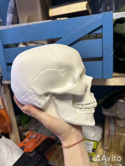 Череп из гипса