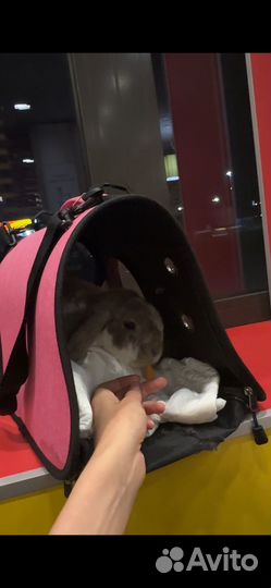 Кролик, вислоухий декоративный карликовый