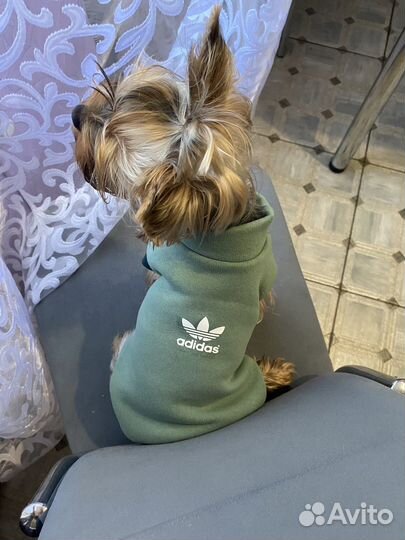 Одежда для животных