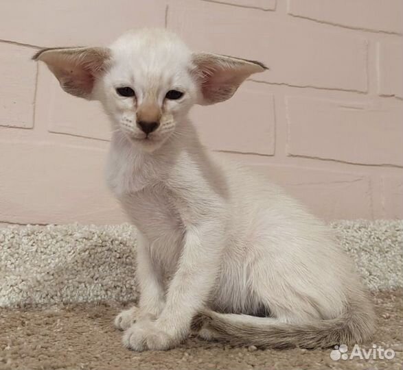 Ориентальные котята