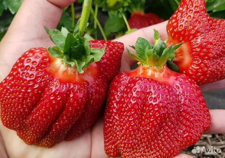 Рассада клубника Азия саженцы