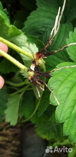 Рассада клубники