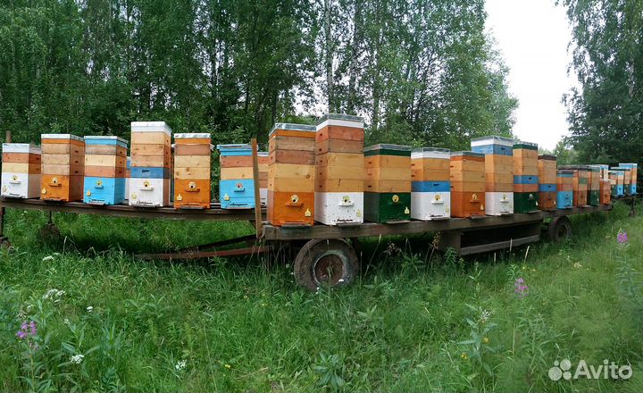 Продажа пчёл