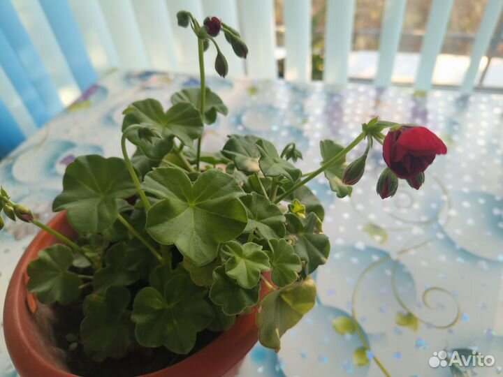 Герань пеларгония