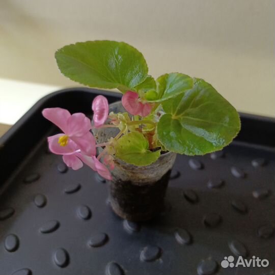 Бегония вечноцветущая черенки