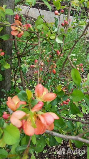 Кустарники