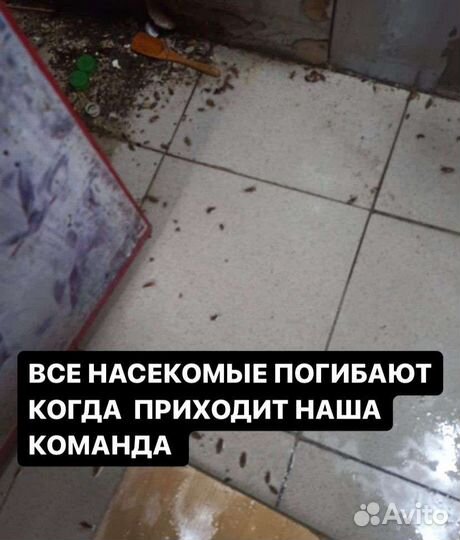 Уничтожение обработка травля клопов и тараканов