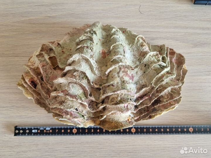 Ракушка морская большая