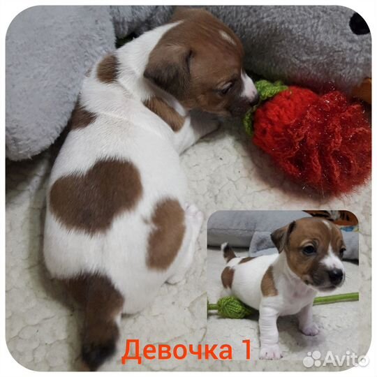 Щенки Джек Рассел терьер гладкошерстный