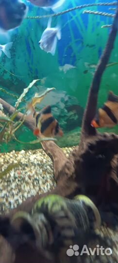 Аквариумные рыбки