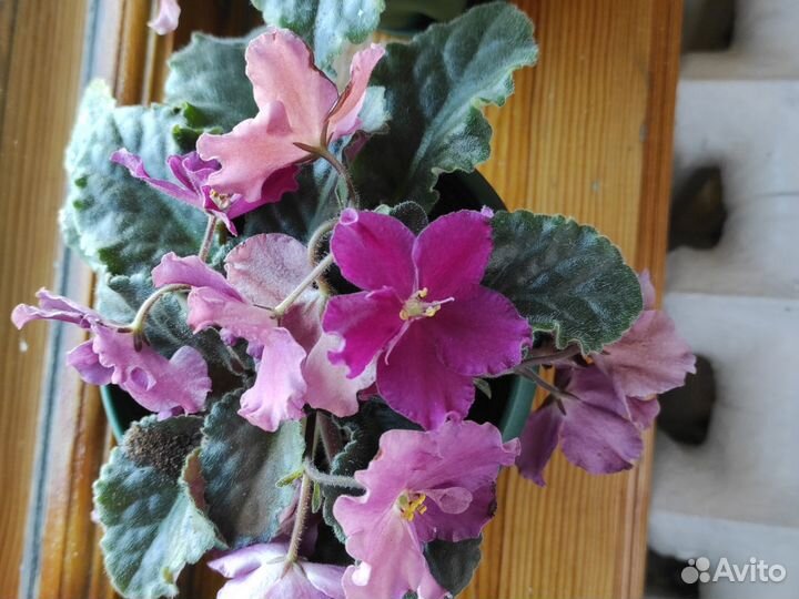 Фиалка в горшках