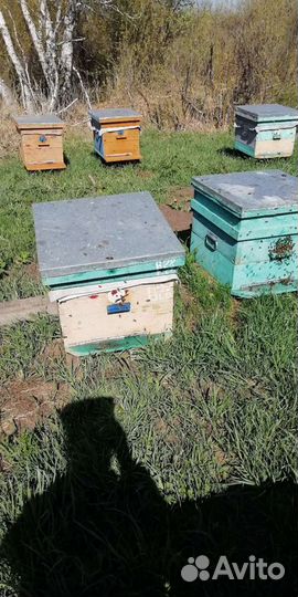 Пчелосемьи