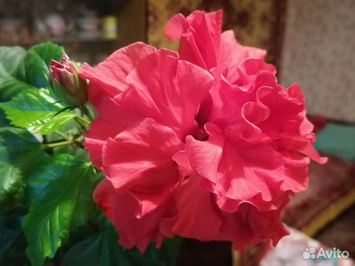 Гибискус (цветущее растение), черенки - 40 р