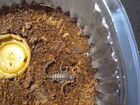 Скорпион adult - Lychas tricarinatus объявление продам