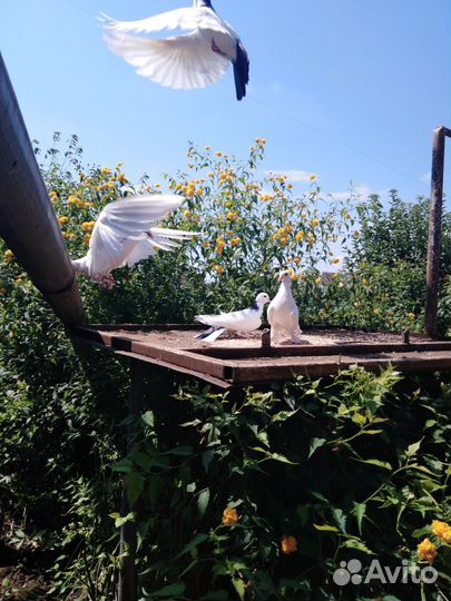 Голуби широкохвостые