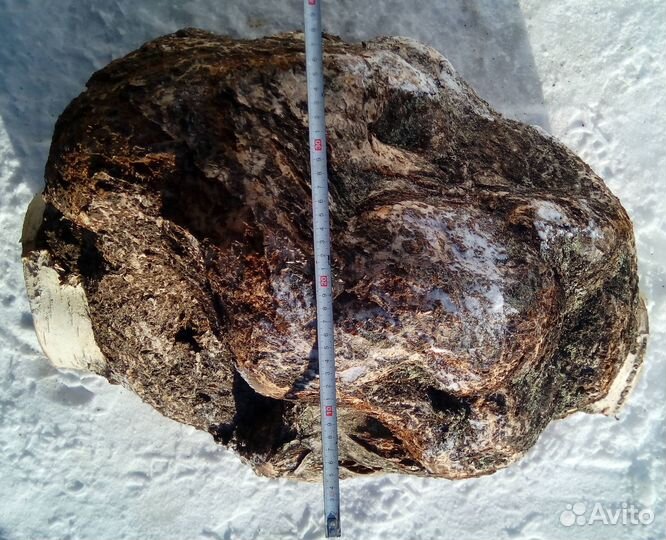 Сувель берёзовый