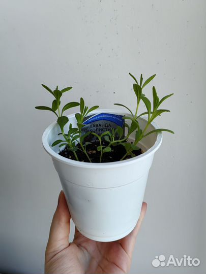 Рассада лаванды. Сорт Прованс