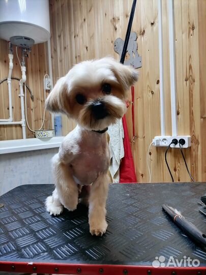 Стрижка собак и кошек