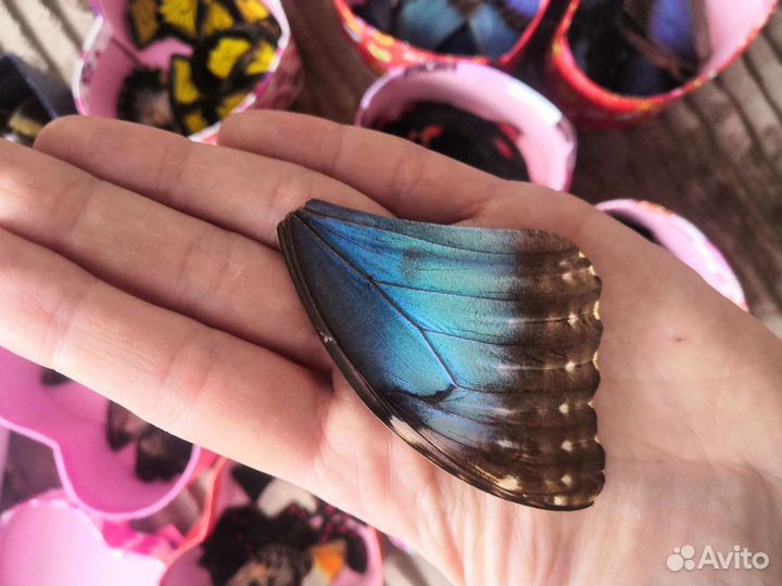 Крылья тропических бабочек эпоксидная смола