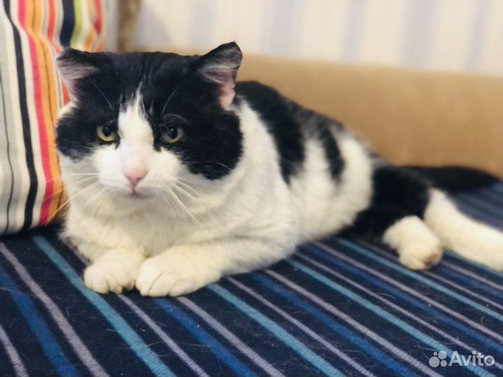 Шикарный кот Семён ищет хозяев