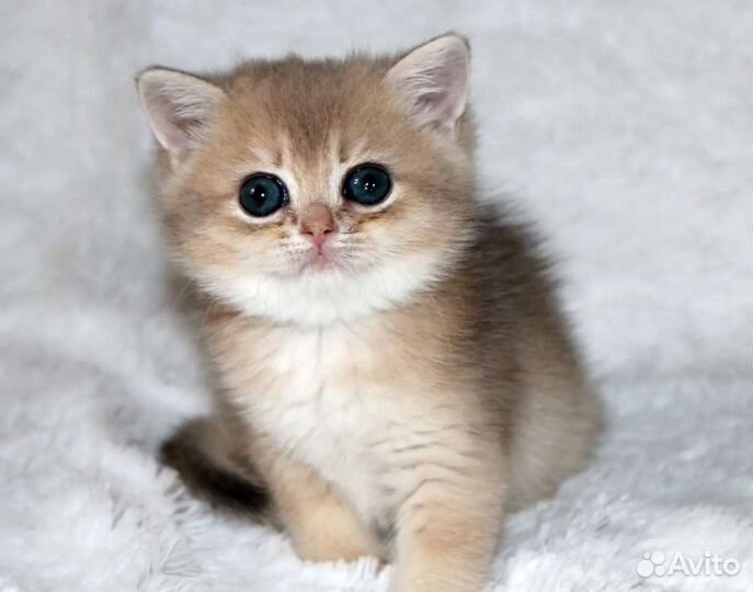 Девочки и мальчики голубое золото, ay11