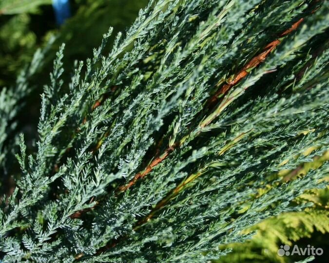 Можжевельник скальный Blue Arrow