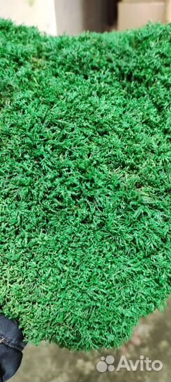 Мох пластовой стабилизированный