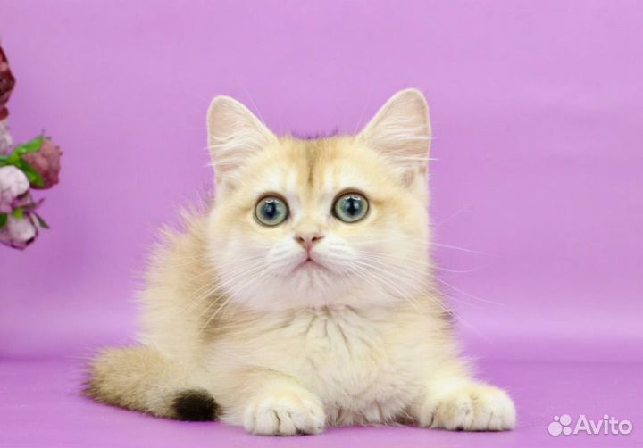 Британская золотая шиншилла ny12 глазастая краса